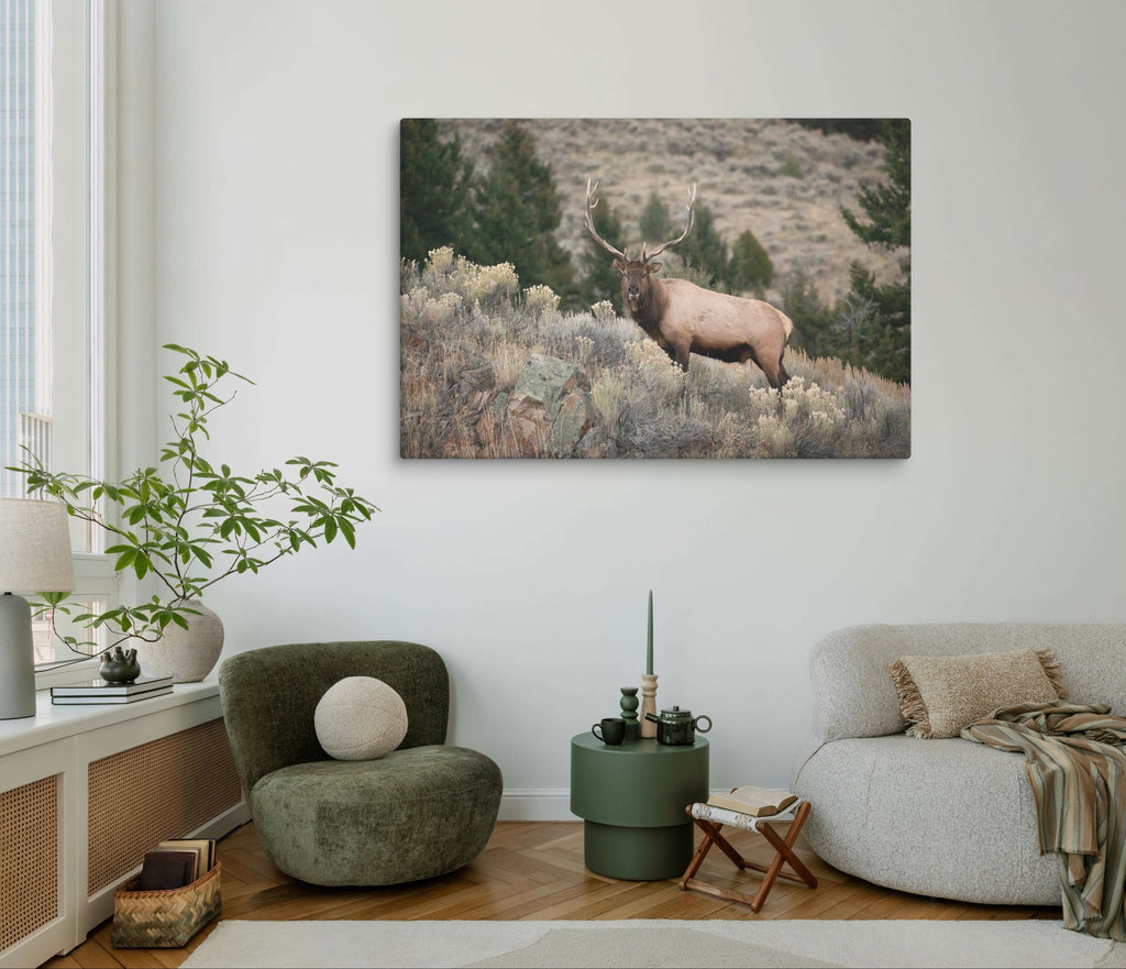 Yellowstone Bull Elk Canvas Wall Art | Hunting Lodge Cabin Decor