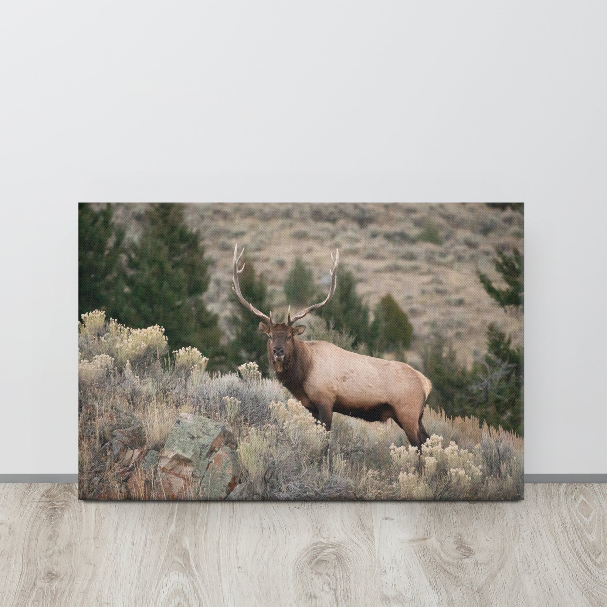 Yellowstone Bull Elk Canvas Wall Art | Hunting Lodge Cabin Decor