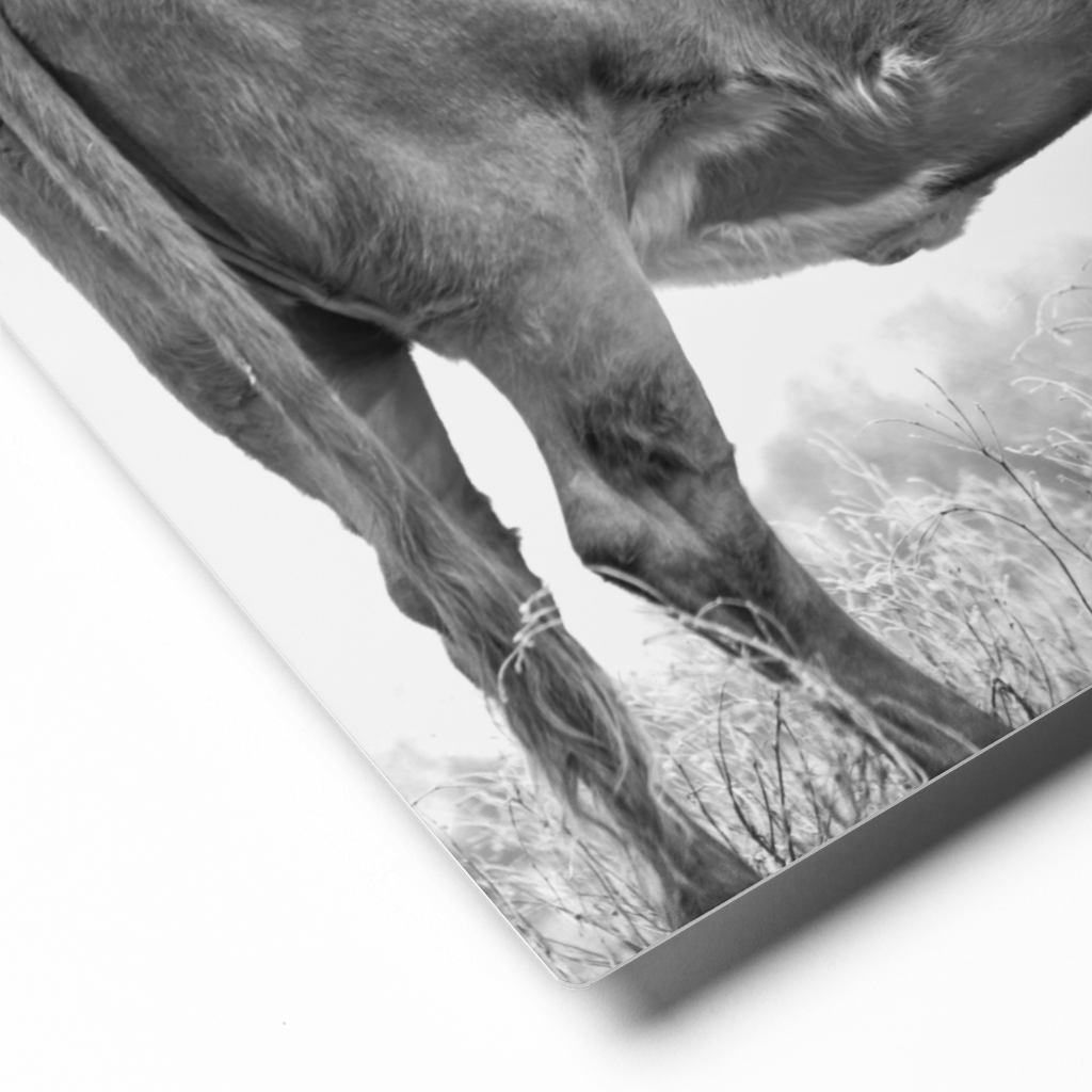 Cow Canvas in Black and White, Western Home Decor, Rustic Wall Art