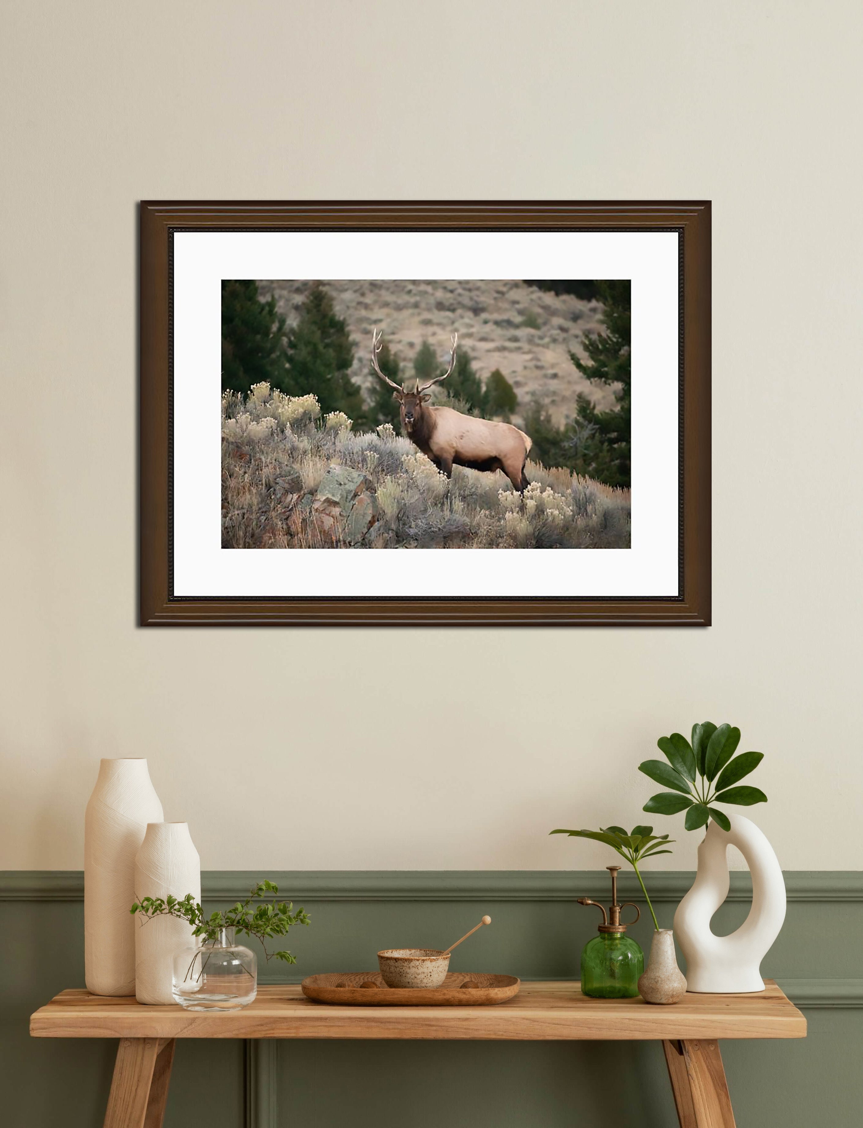 Yellowstone Bull Elk Canvas Wall Art | Hunting Lodge Cabin Decor